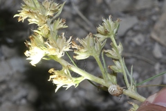 Ipomopsis spicata spicata