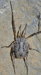 Oligolophinae