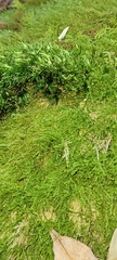 Plagiothecium denticulatum