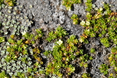 Galium perpusillum