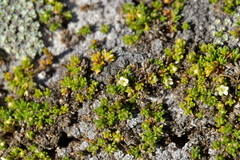 Galium perpusillum