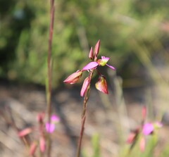 Polygala triquetra
