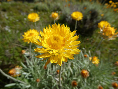 Leucochrysum albicans albicans