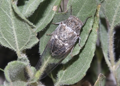 Cacama valvata