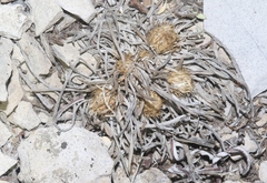 Townsendia hookeri