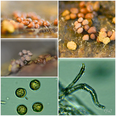 Perichaena corticalis