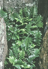 Asplenium decurrens