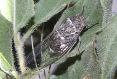 Cacama valvata