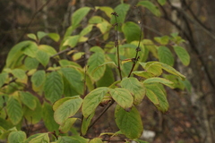 Syringa josikaea