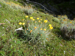 Leucochrysum albicans albicans