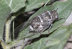 Cacama valvata