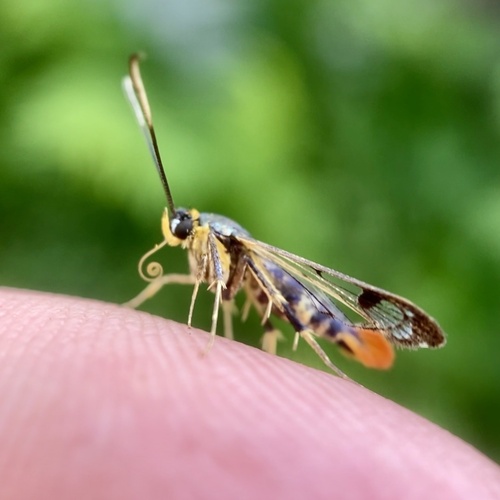 Maple Clearwing Moth photo 3