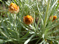 Leucochrysum albicans albicans
