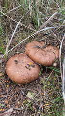 Stropharia rugosoannulata