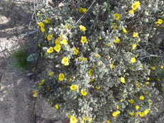 Hibbertia crinita