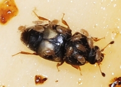 Parasitidae