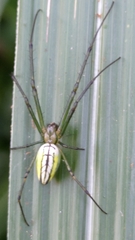Leucauge