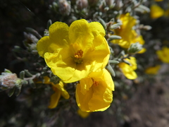 Hibbertia crinita
