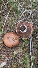 Stropharia rugosoannulata