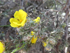 Hibbertia crinita