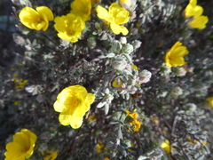 Hibbertia crinita