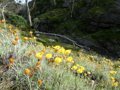 Leucochrysum albicans albicans