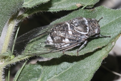 Cacama valvata