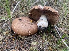 Stropharia rugosoannulata
