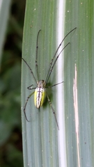 Leucauge