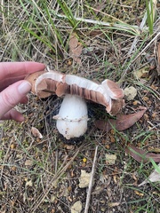 Stropharia rugosoannulata