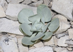 Physaria bellii