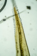 Racomitrium lanuginosum