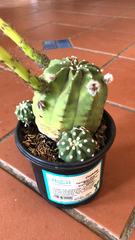 Echinopsis
