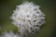 Ageratina riparia image