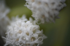 Ageratina riparia image