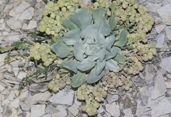 Physaria bellii
