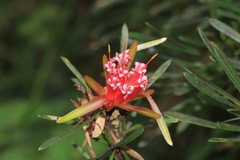 Lambertia formosa