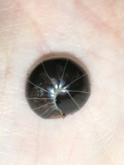 Glomeridae