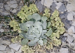 Physaria bellii