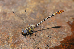Erpetogomphus compositus