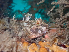 Artedius harringtoni