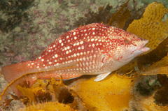 Notolabrus gymnogenis