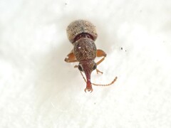 Rhinorhynchus rufulus
