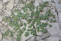 Euphorbia fendleri