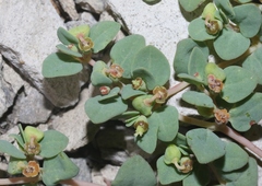Euphorbia fendleri
