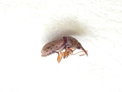 Rhinorhynchus rufulus