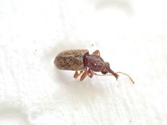 Rhinorhynchus rufulus