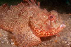Scorpaena jacksoniensis