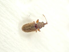 Rhinorhynchus rufulus