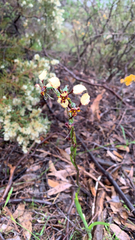 Diuris pardina